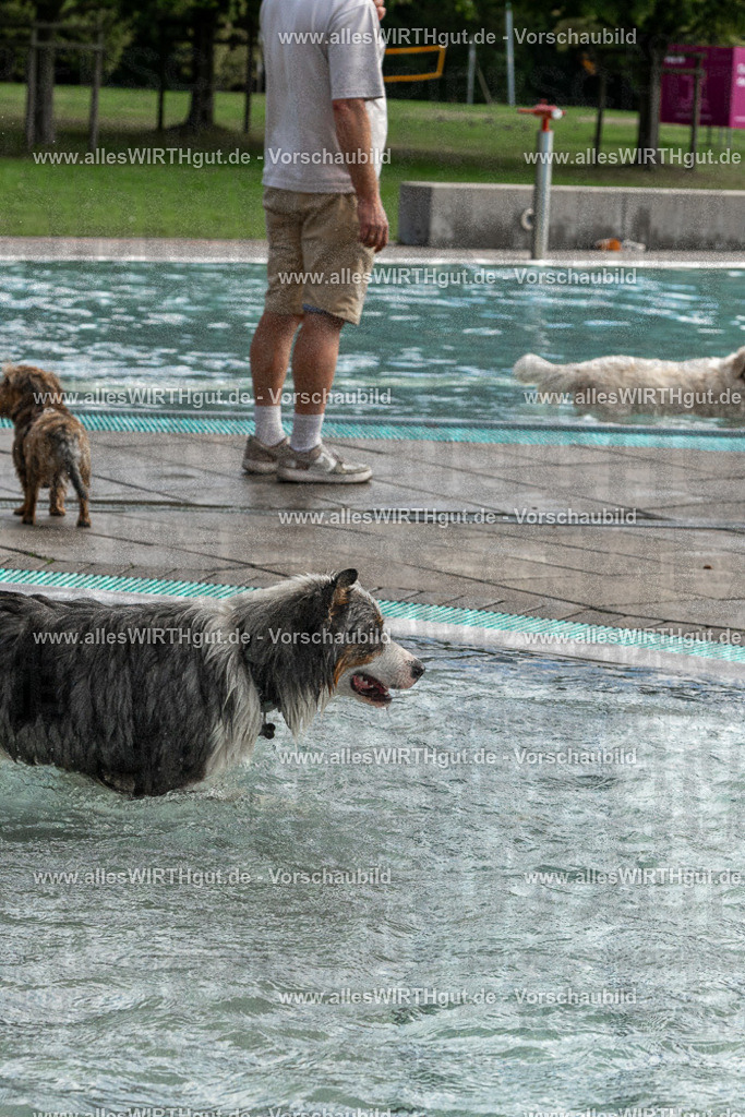Hundeschwimmen_Volksbad_2026-allesWIRTHgut_Tierfotografie-2609061512-FAY07169 | Professionelle Tierfotografie in Mönchengladbach von Daniel Wirth (allesWIRTHgut). Liebevolle & natürliche Bilder von Hunden & Katzen für unvergessliche Erinnerungen.