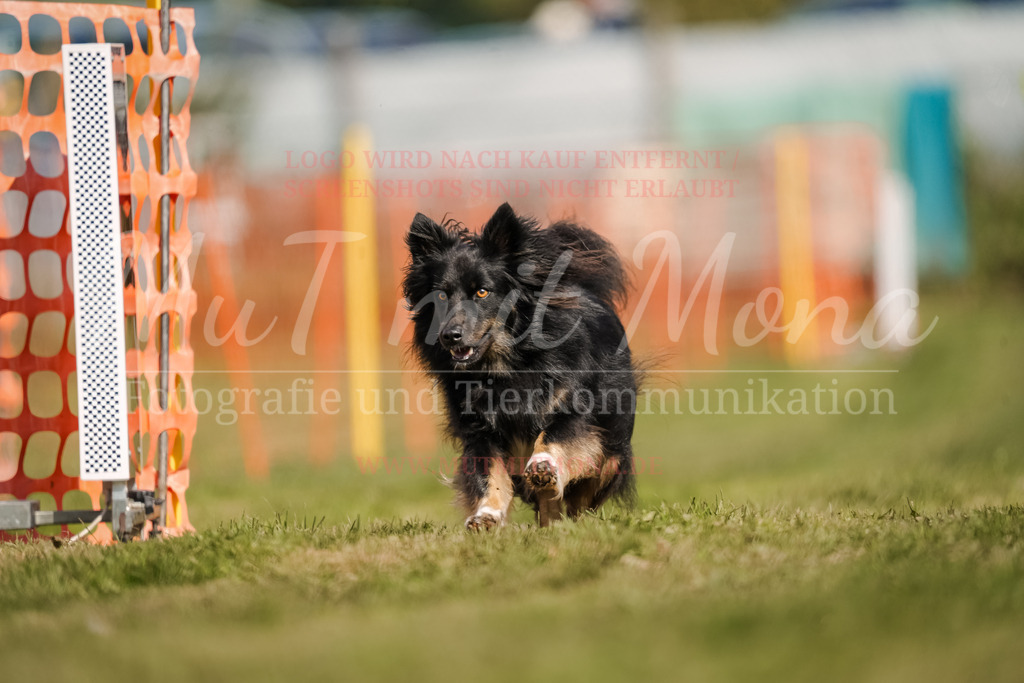 20250928_Hunderennen-490 | MuT (Mensch und Tier) mit Mona - Fotografie und Tierkommunikation - Realisiert mit Pictrs.com