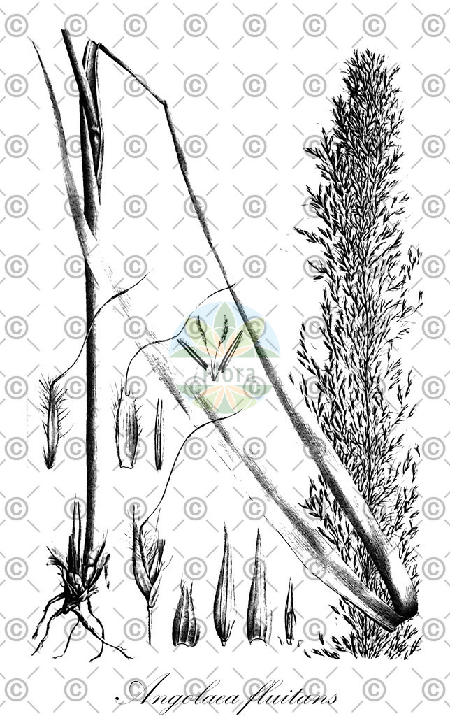 HistAbb_wfo-0000536542_502_ENZY_Simple | Historische Abbildung von Angolaea fluitans - Podostemaceae | Historical Illustration of Angolaea fluitans - Podostemaceae