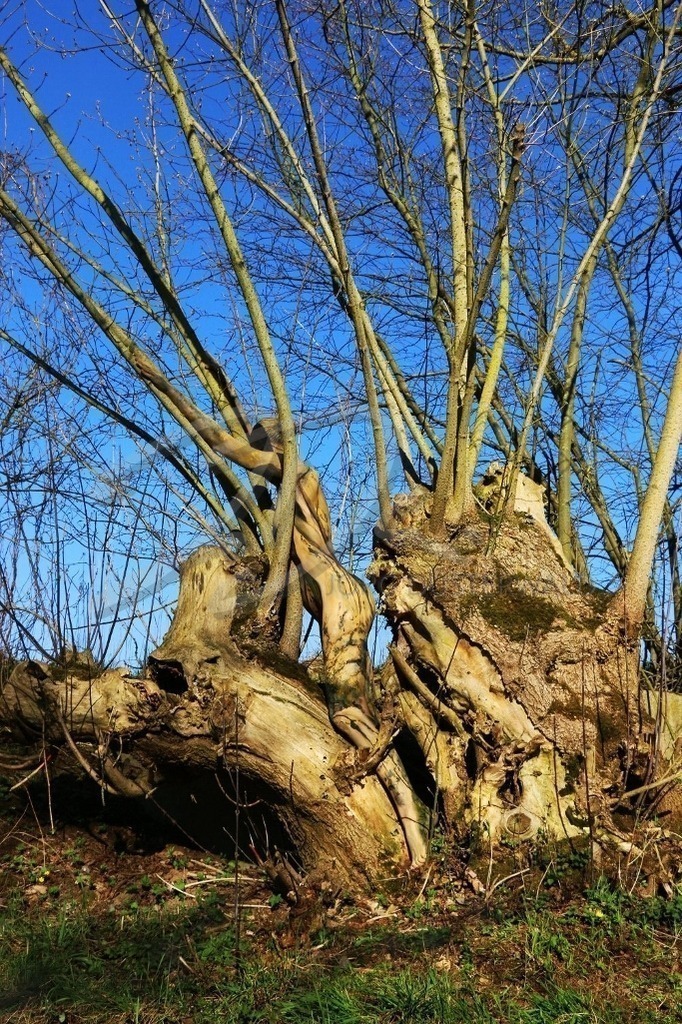 NatureArt-WEIDEFÄCHER_4631 | Verlängerung der Wurzel |#001 | Modell: Sara | Foto: Anke Pallokat - Realisiert mit Pictrs.com