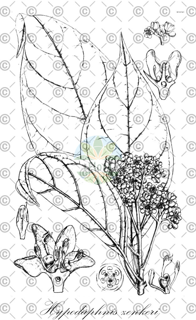 HistAbb_wfo-0001109146_1_ENZY_Simple | Historische Abbildung von Hypodaphnis zenkeri - Lauraceae | Historical Illustration of Hypodaphnis zenkeri - Lauraceae