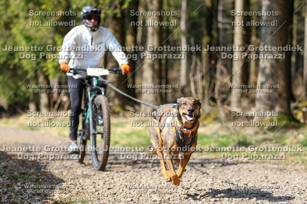 Dog Paparazzi - VCC26-246 | Dog Paparazzi Jeanette Grottendiek Fotografie & Videografie - Realisiert mit Pictrs.com