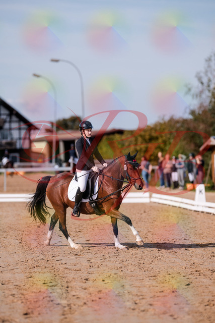 2026_10_03_Siefer-Hof_115751_Z81_99072049 | Professionelle Reitsport-, Turnier- und Eventfotografie von Robert Broda. Galerien mit ausgewählten und bearbeiteten Bildern direkt online ansehen und bestellen.