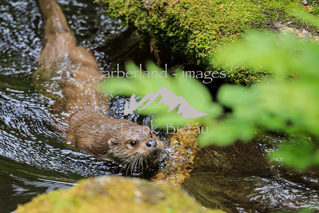OE7A5649 | Fischotter im Nationalpark Bayerischer Wald