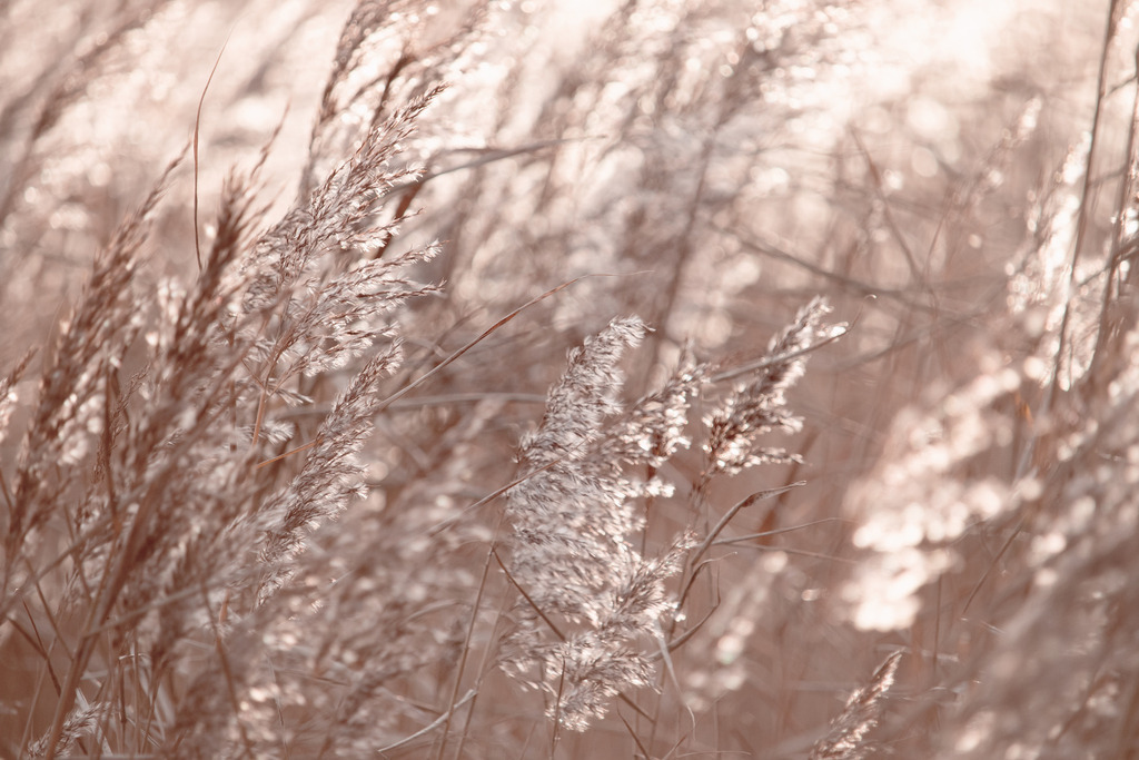 Wandbild: Schilf weht im Sonnenlicht in dezenten Beigeton | Dieses Wandbild im Querformat zeigt wehenden Schilf im abendlichen Sonnenlicht. Der Schilf bringt durch einen schönen Beige- und Sandton Wärme ins Bild. Durch die untergehende Sonne und die wenigen Farben entsteht ein schöner Sepiaton. Teilweise ergibt sich durch die Bewegung der Halme eine leichte Bewegungsunschärfe, die das Bild interessant macht. Sie lieben maritime Deko? Dann passt dieses Wandbild perfekt zu Ihnen. Verschönern Sie Ihr Zuhause im Wohnzimmer, Schlafzimmer und Küche. Oder schaffen Sie ein tolles Urlaubsflair in Ihrer Ferienwohnung. Dieses Wandbild ist auf Leinwand, Alu-Dibond, Acrylglas oder als Holzdruck erhältlich. Die Wandbilder werden individuell für Sie in vielen Abmessungen produziert. Daher passen die Ostseekult Wandbilder immer perfekt an Ihre Wände.  - Realisiert mit Pictrs.com