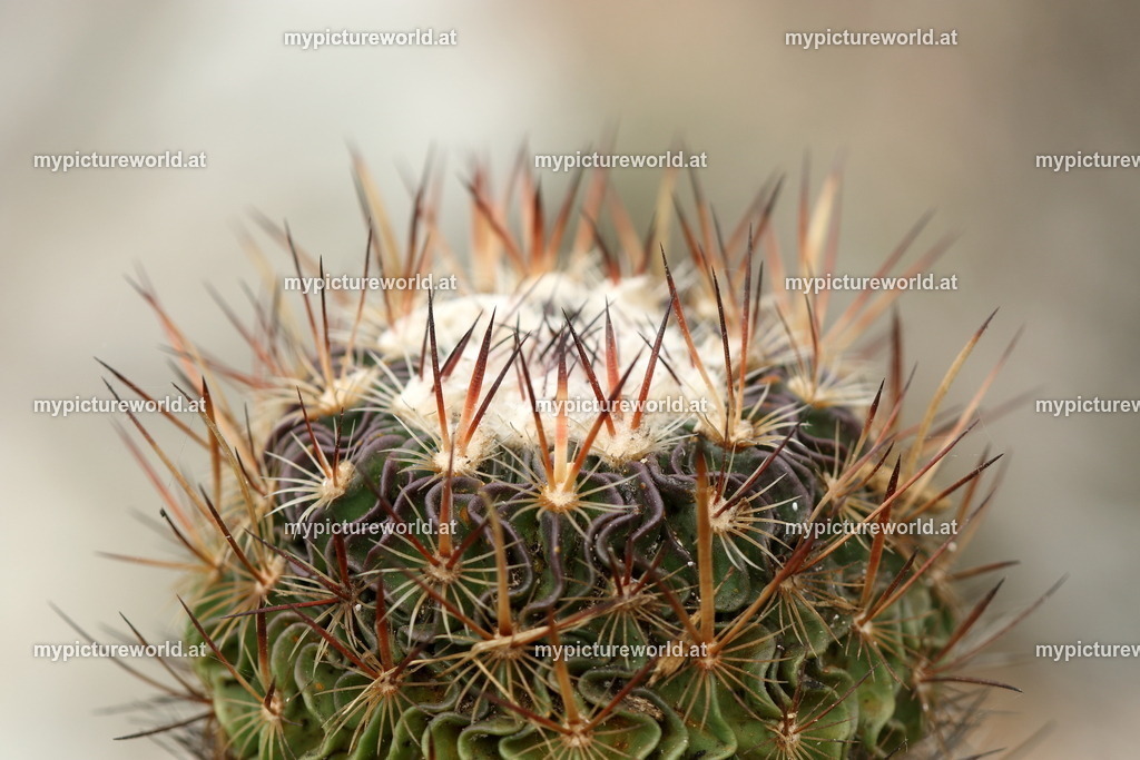 Stenocactus crispatus-001 | Das Bilderarchiv über Tiere, Planzen und Landschaften. In der Bilddatenbank finden Sie ein große Auswahl an hochwertigen Bilder für Ihre Werbung - Realisiert mit Pictrs.com