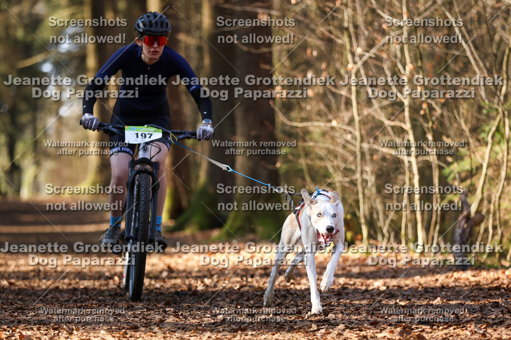 Dog Paparazzi - VCC26-949 | Dog Paparazzi Jeanette Grottendiek Fotografie & Videografie - Realisiert mit Pictrs.com