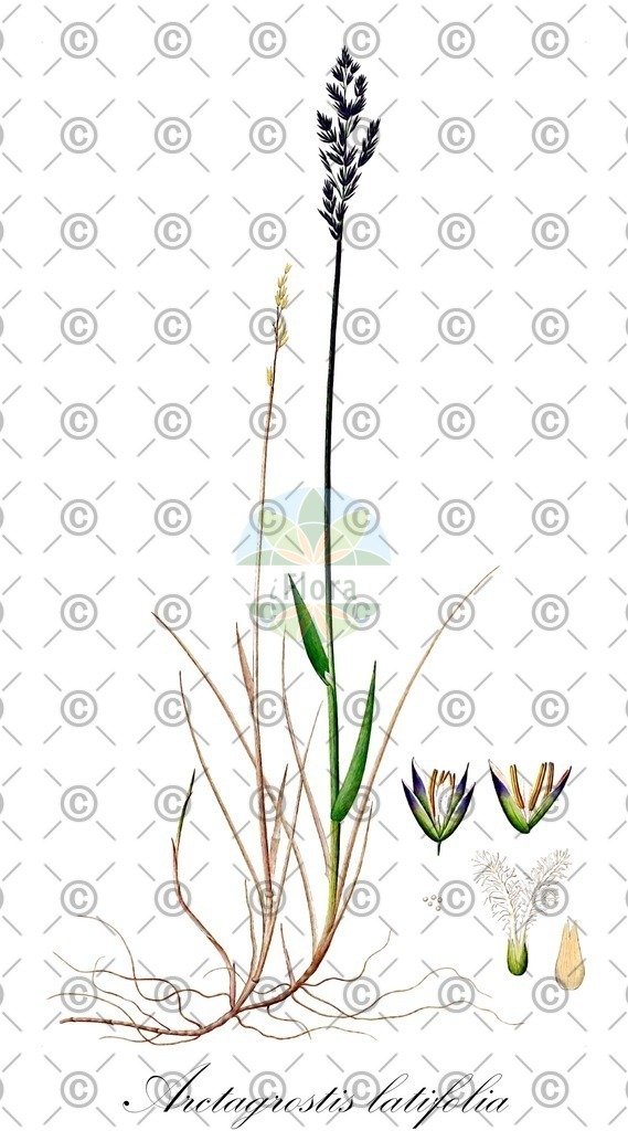 HistAbb_wfo-0000138412_1_ENZY_Simple | Historische Abbildung von Arctagrostis latifolia - Poaceae | Historical Illustration of Arctagrostis latifolia - Poaceae (polargrass)