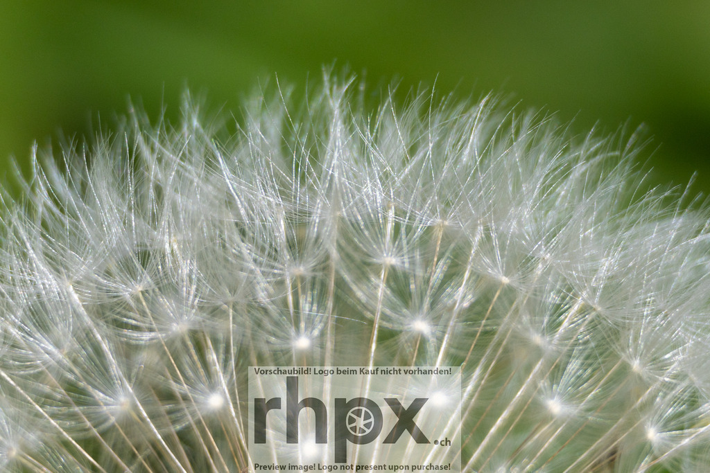 Löwenzahn-Makro im Detail | <p><strong>Struktur. Feinheit. Natur.</strong></p>
<p>Diese Makroaufnahme zeigt die beeindruckende geometrische Perfektion eines Löwenzahns aus nächster Nähe. Die filigranen Samenstände heben sich kontrastreich vom sanften Grün des Hintergrunds ab und machen die verborgene Schönheit alltäglicher Naturwunder sichtbar.</p>
<p>Wähle unter "Produktauswahl" dein Wunschformat: Vom klassischen Wandbild über Puzzle & Tassen bis zum digitalen Download (z.B. als Handy-Hintergrund).</p>
<br> - Realisiert mit Pictrs.com