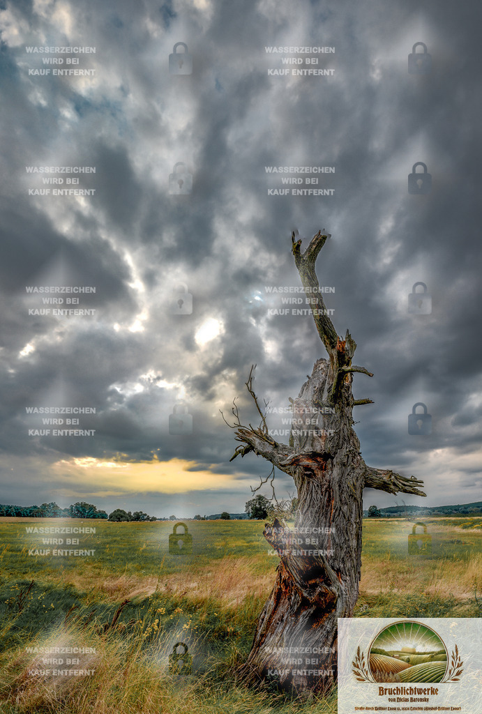Baumruine | Professioneller Fotograf mit 10 Jahren Erfahrung. Landschafts- und Hochzeitsfotografie im Oderbruch. Workshops und beeindruckende Bilder für besondere Momente.