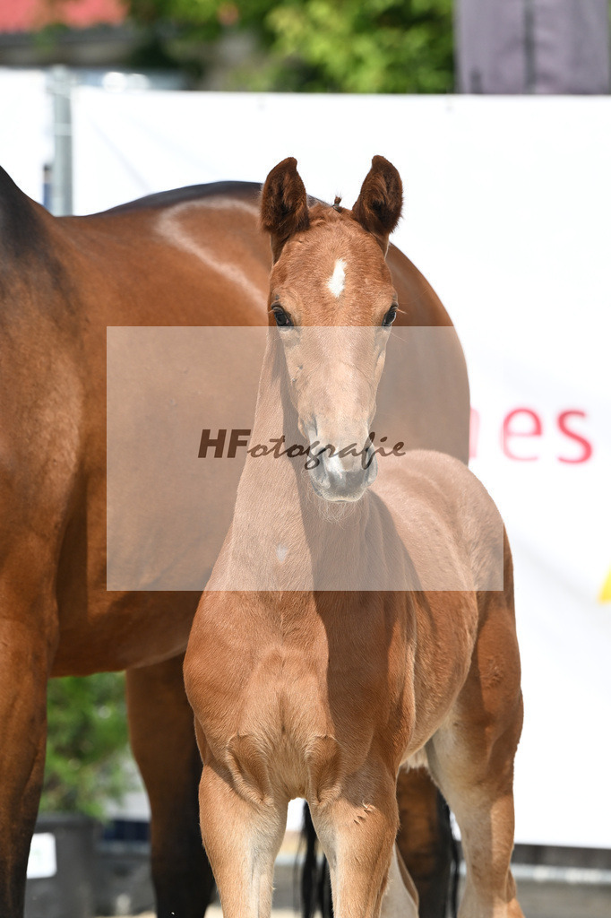 Veneno x Hotline _SF_Wiedemann_12250303 | hf-fotografie - Realisiert mit Pictrs.com