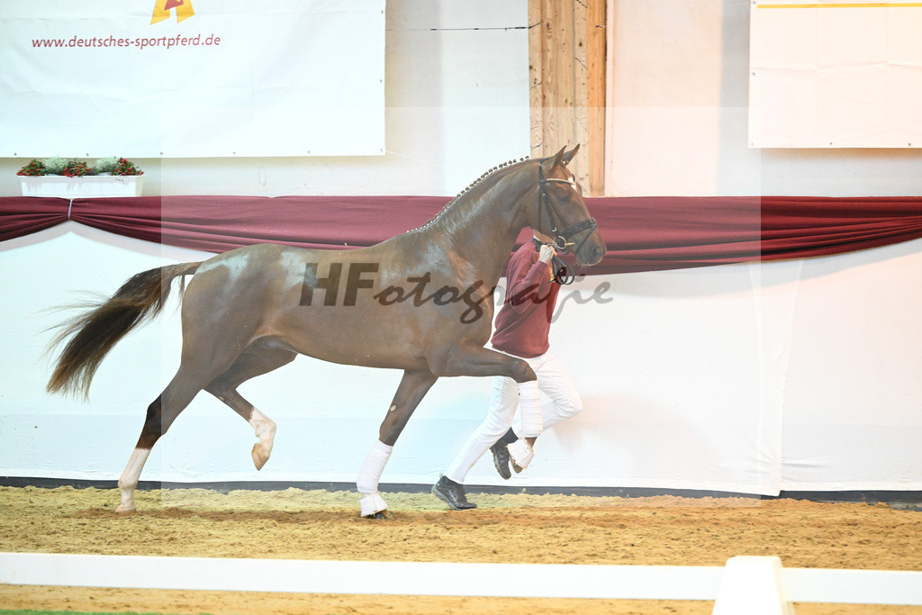 Kat-Nr. 58 v. Vivino_Gestuet Greim_66222302 | hf-fotografie - Realisiert mit Pictrs.com