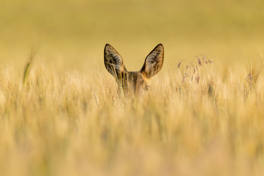 Das Reh | Das Reh (Capreolus capreolus) ist die häufigste und zugleich kleinste Hirschart in Europa und gilt als die am weitesten verbreitete Schalenwildart. Es gehört zur Familie der Hirsche (Cervidae) und bildet zusammen mit Elch und Rentier die Gruppe der Trughirsche. Man unterscheidet das Europäische Reh, das Sibirische Reh und das Mandschurische Reh. Die Tiere sind von graziler, schlanker Statur. Ein ausgewachsenes Reh erreicht eine Schulterhöhe von etwa 60 bis 80 Zentimetern und ein Gewicht zwischen 15 und 30 Kilogramm. Das Männchen wird als Rehbock, das Weibchen als Ricke oder Geiß bezeichnet. Die Jungen sind die Kitze. - Realisiert mit Pictrs.com