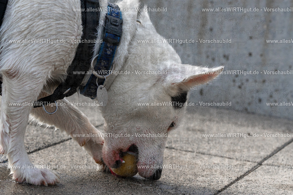 Hundeschwimmen_Volksbad_2026-allesWIRTHgut_Tierfotografie-2609061527-FAY07226 | Professionelle Tierfotografie in Mönchengladbach von Daniel Wirth (allesWIRTHgut). Liebevolle & natürliche Bilder von Hunden & Katzen für unvergessliche Erinnerungen.