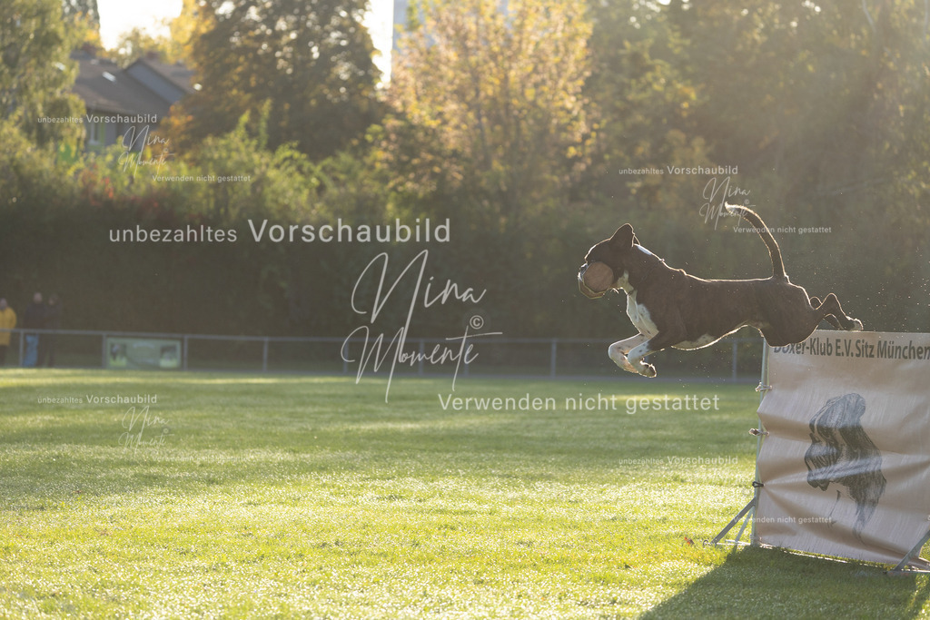 _16A6112 | Einzigartige Fotos von Hunden & Menschen –Actionfotos, Portraits, Vereinsaufnahmen & Paarshootings – authentisch, lebendig & mit Herz.