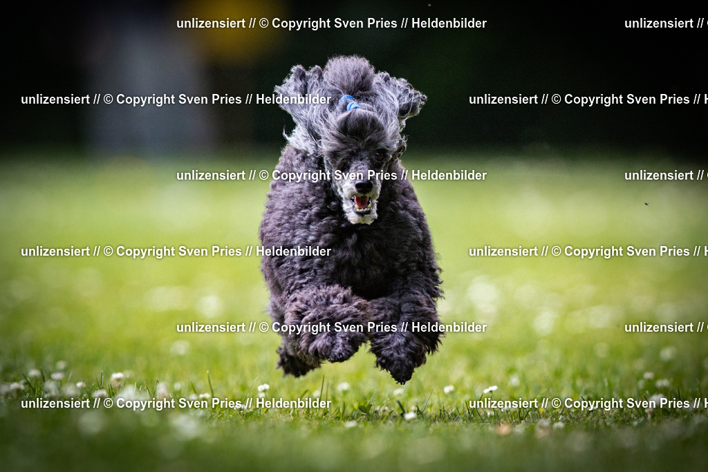 Sven Pries | 2025-05-29 - Pudelrennen KA-Durlach - Realisiert mit Pictrs.com