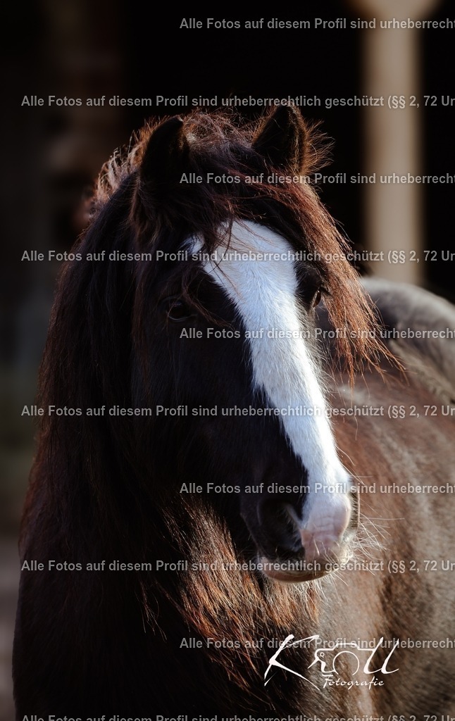 Photo_1736622549854 | krollfotografie - Realisiert mit Pictrs.com