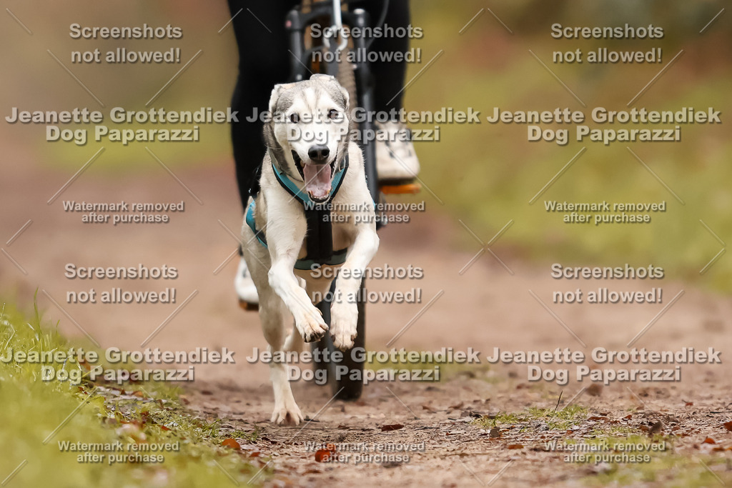 Dog Paparazzi - Speedhunter Mannheim  2025-16 | Dog Paparazzi Jeanette Grottendiek Fotografie & Videografie