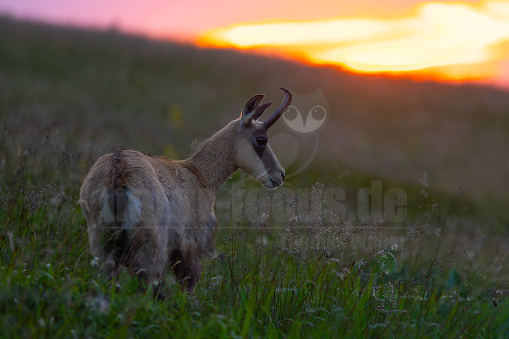 R6NF1041_20250705 | Eine Gämse (Rupicapra rupicapra) steht im Profil in einer Wiese und blickt nach rechts in die Ferne, wo der Himmel in leuchtenden Rosa-, Orange- und Gelbtönen eines Sonnenuntergangs erstrahlt. Das Tier hat ein braun-graues Fell mit dunklen Streifen im Gesicht und charakteristischen, nach hinten gebogenen Hörnern. Der Hintergrund ist unscharf, wodurch der Fokus auf die Gämse und den dramatischen Himmel gelegt wird. - Realisiert mit Pictrs.com