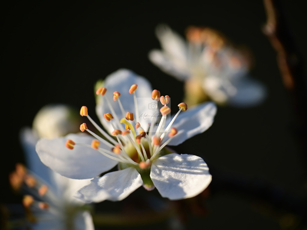 Makro - floral (87) | Buche Fotoshootings und entdecke hochwertige Fotoprodukte bei Mathias Ku Photos. Personalisiert, kreativ & mit Liebe zum Detail. Jetzt informieren! - Realisiert mit Pictrs.com