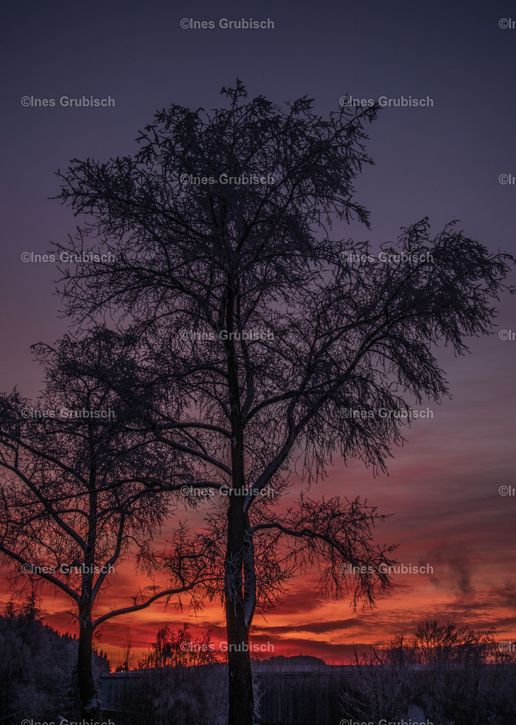 Lärche im Sonnenuntergang | Lila Lubbenbomm - Artwork by Ines Grubisch - Realisiert mit Pictrs.com