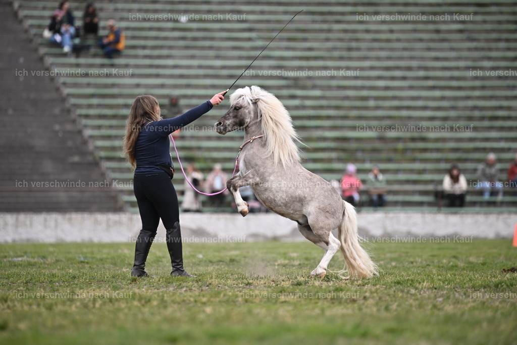 PI26_Show_Sara_Landvogt_226_1047.JPG | working equitationturnier fotograf videograf stoibphotography marixx film working equitation deutschland reitsport turnierfotografie eventfotografie equestrian events