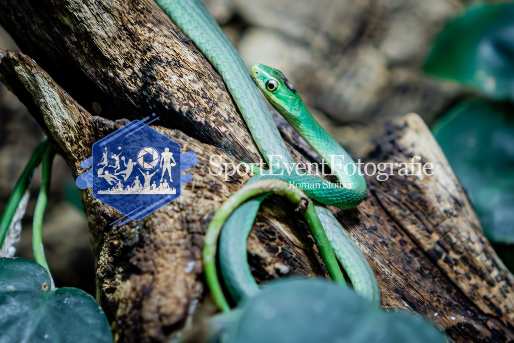 IMG_7664 | SportEventFotografie - Roman Stoiber