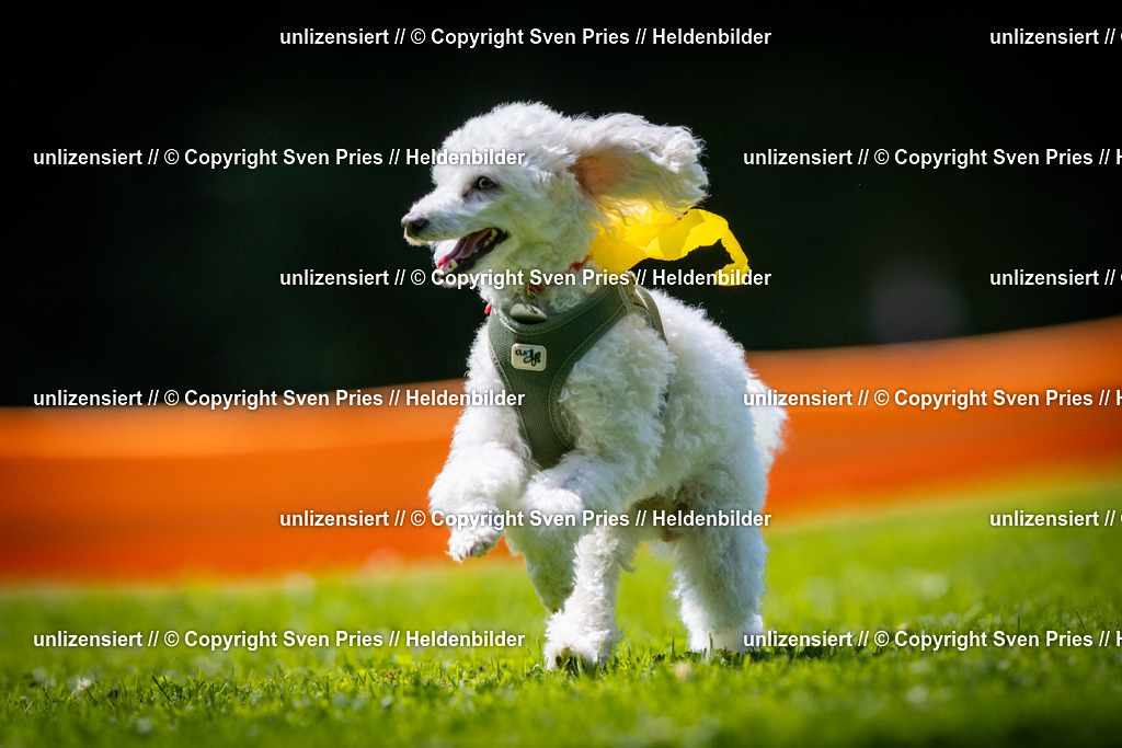 Sven Pries | 2025-08-10 - Hunderennen Durlach - Realisiert mit Pictrs.com