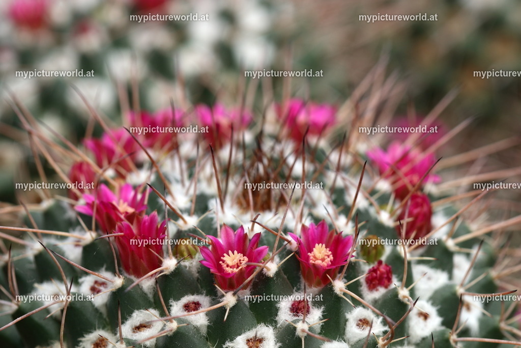 Mammillaria compressa-002 | Das Bilderarchiv über Tiere, Planzen und Landschaften. In der Bilddatenbank finden Sie ein große Auswahl an hochwertigen Bilder für Ihre Werbung - Realisiert mit Pictrs.com