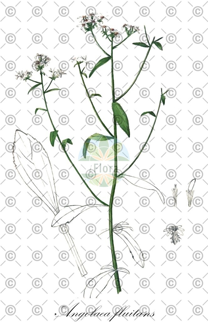 HistAbb_wfo-0000536542_483_ENZY_Simple | Historische Abbildung von Angolaea fluitans - Podostemaceae | Historical Illustration of Angolaea fluitans - Podostemaceae