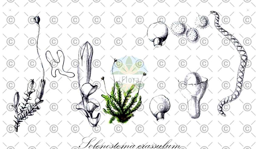 HistAbb_5682_1_FLORAD_SIMPLE | Historische Abbildung von Solenostoma crassulum - Solenostomataceae | Historical Illustration of Solenostoma crassulum - Solenostomataceae