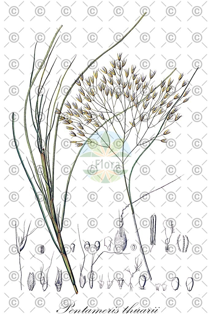 HistAbb_wfo-0001422112_1_ENZY_Simple | Historische Abbildung von Pentameris thuarii - Poaceae | Historical Illustration of Pentameris thuarii - Poaceae