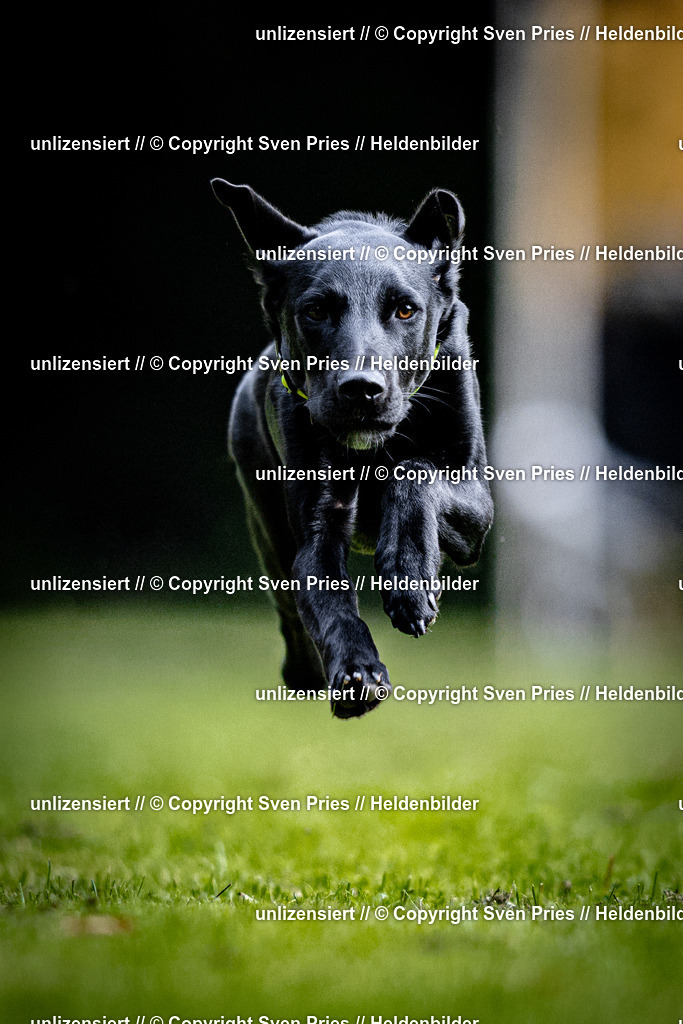 Sven Pries | 2025-10-03 - Hunderennen Obergrombach - Realisiert mit Pictrs.com