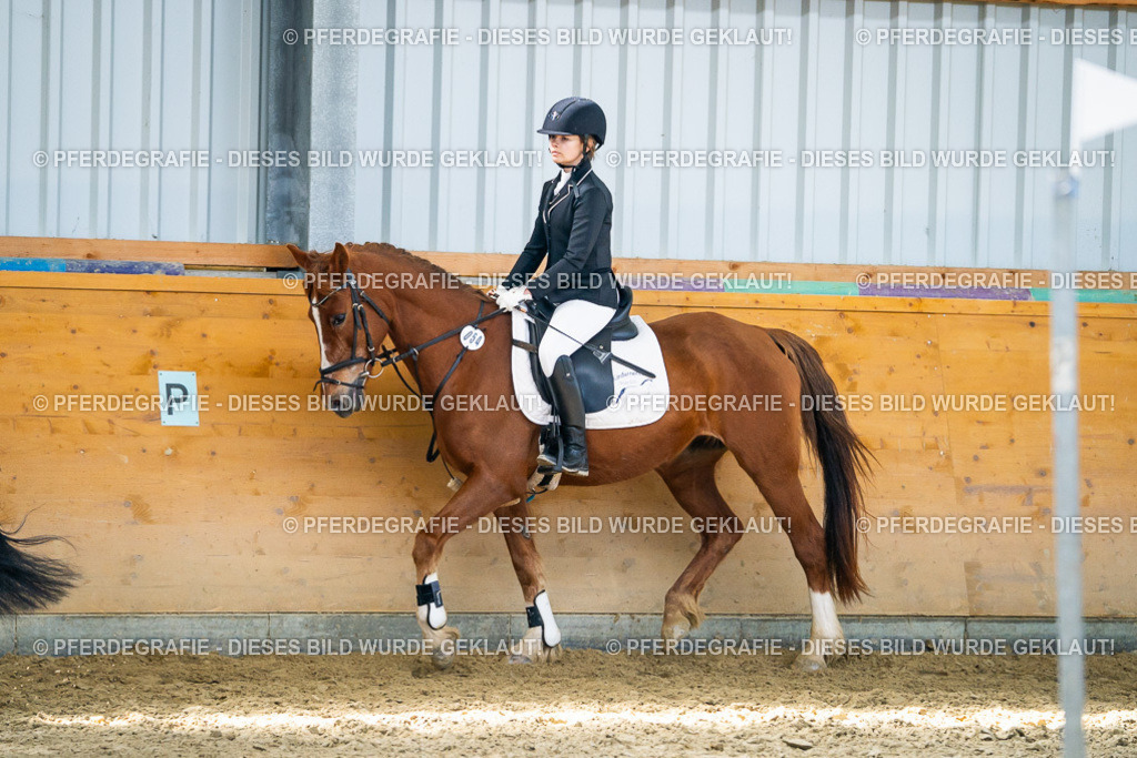 DSC02127 | Pferdegrafie