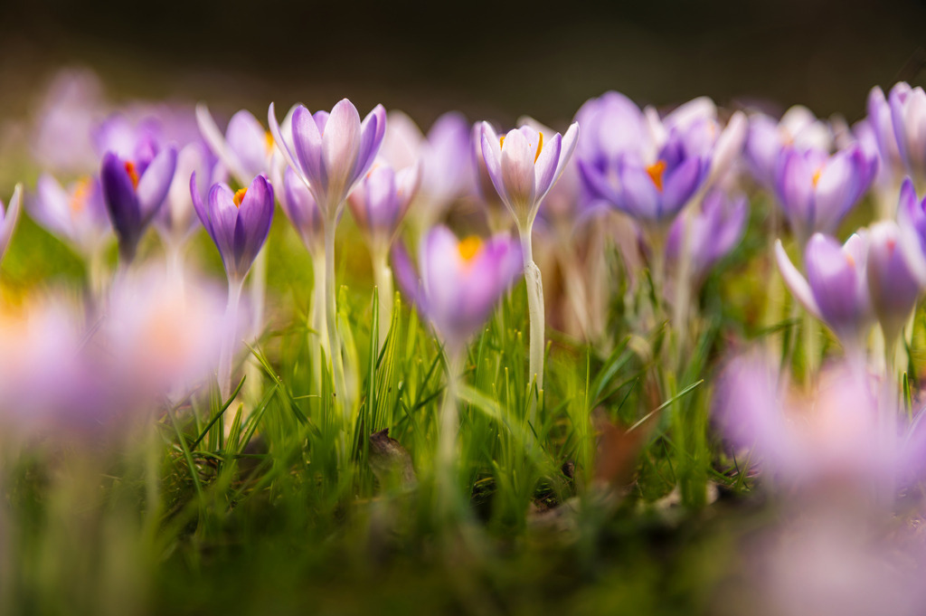 2025_02_23_GLUECKSTADT_MCP5944_II | Hochwertig gedruckte Fotografien für die Wand, als Kalender und zum Verschenken. Hamburg & Norddeutschland und überall wo ich mit der Kamera unterwegs war.