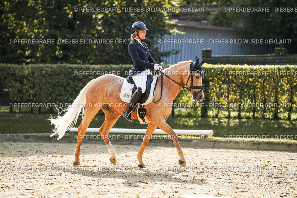 DSC05681 | Pferdegrafie