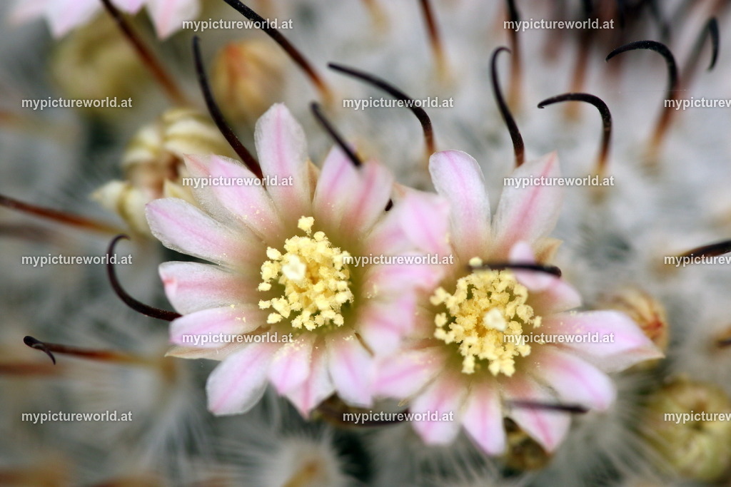 Mammillaria perezdelarosae-003 | Das Bilderarchiv über Tiere, Planzen und Landschaften. In der Bilddatenbank finden Sie ein große Auswahl an hochwertigen Bilder für Ihre Werbung - Realisiert mit Pictrs.com