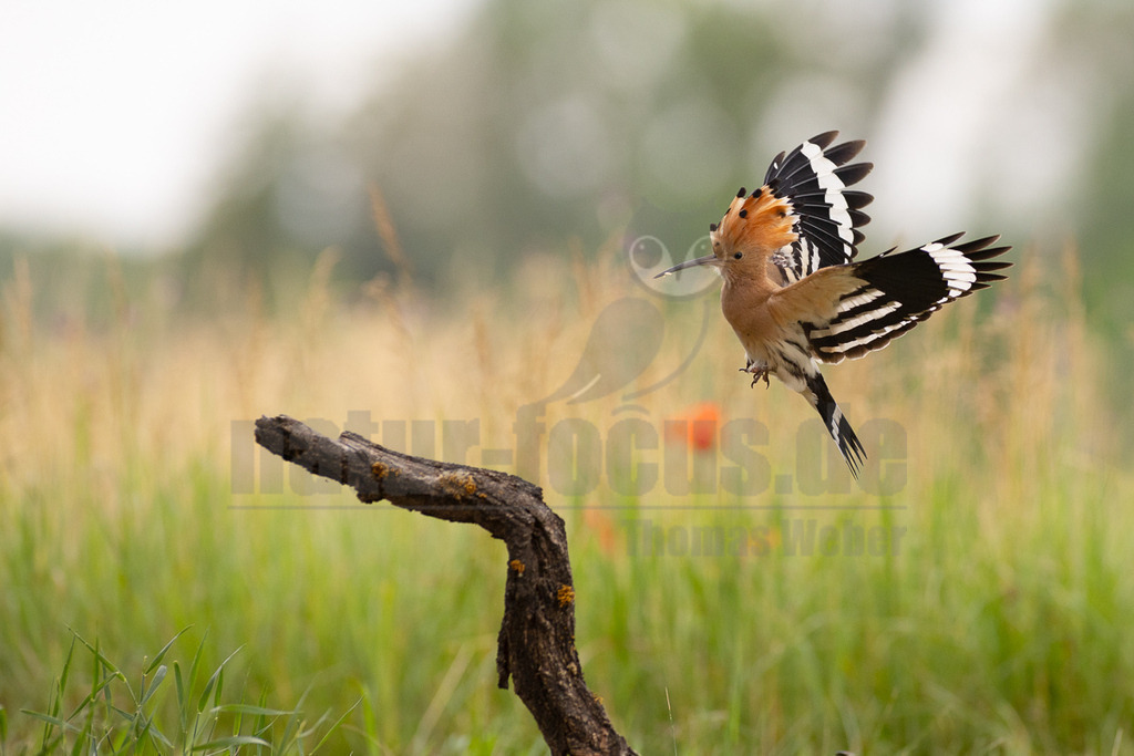 R6NF4330_20240530 | Der Bildershop von www.natur-focus.de bietet ihnen den einfachen Kauf von Bildmaterial per Download aus allen Bereichen der Natur. In den Galerien finden sie Landschaftsfotos, Tierbilder und natürlich auf Pflanzenfotos. - Realisiert mit Pictrs.com