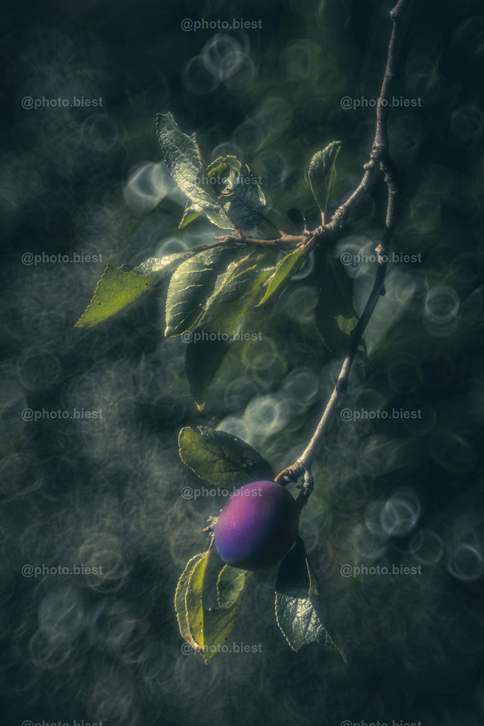 Pflaumengemälde | Eine wunderschöne, einzelne Frucht vor einem malerischen Bokeh. - Realisiert mit Pictrs.com