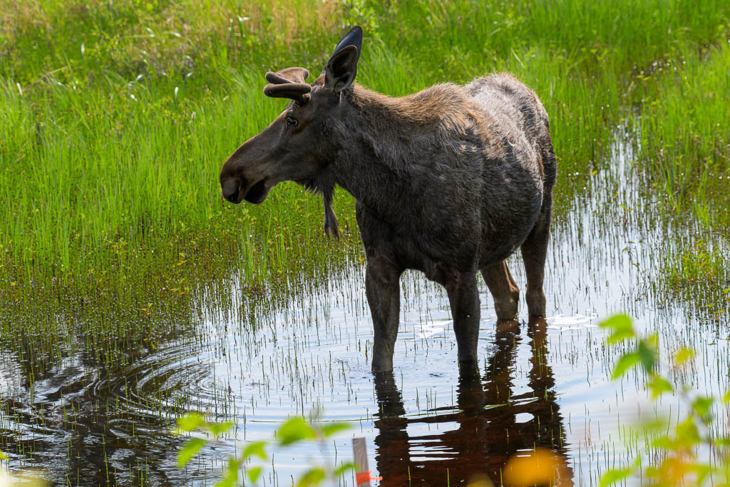 Alaska | Elch. - Realisiert mit Pictrs.com