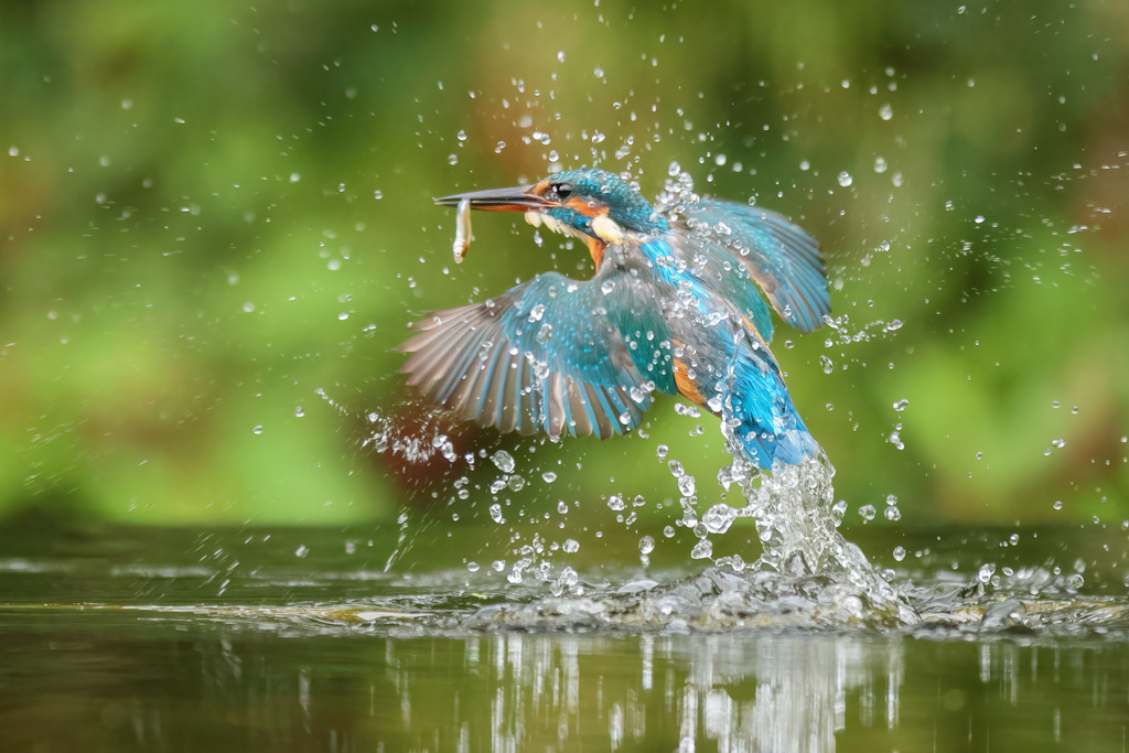 Wandbild - Eisvogel im Jagdflug | Dieses atemberaubende Wandbild zeigt einen prächtigen Eisvogel, der gerade aus dem Wasser aufsteigt, einen kleinen Fisch fest in seinem Schnabel haltend. Die Szene ist eingefangen im Moment des Triumphs, als Wassertröpfchen dramatisch um den Vogel herum spritzen, was die Dynamik und Schnelligkeit dieses Moments hervorhebt. Der leuchtend blaue und orangefarbene Eisvogel steht im starken Kontrast zum sanften, grünen Hintergrund, was die Farbenpracht des Vogels besonders zur Geltung bringt. Diese spektakuläre Aufnahme vermittelt die Energie und Präzision der Jagd des Eisvogels und ist ein faszinierendes Kunstwerk für jeden Naturliebhaber.