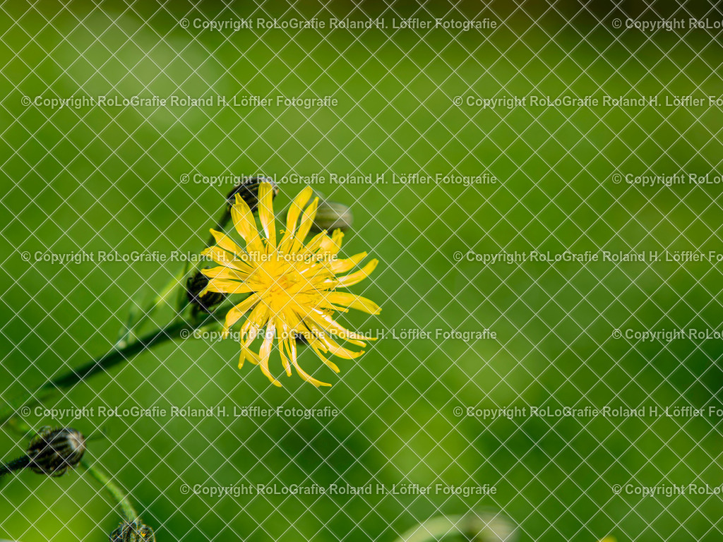 Wiesen-Pippau. Lateinisch Crepis biennis L. Aus der Familie der Asteraceae | Wiesen-Pippau. Lateinisch Crepis biennis L. Aus der Familie der Asteraceae - Realisiert mit Pictrs.com