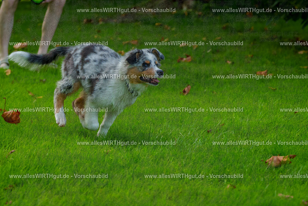 Hundeschwimmen_Grefrath_2026-allesWIRTHgut_Tierfotografie-13_19-FAY00559 | Professionelle Tierfotografie in Mönchengladbach von Daniel Wirth (allesWIRTHgut). Liebevolle & natürliche Bilder von Hunden & Katzen für unvergessliche Erinnerungen.