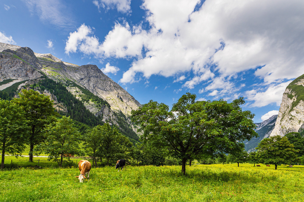 Der Große Ahornboden im Rißtal bei der Eng Alm in Österreich | Der Große Ahornboden im Rißtal bei der Eng Alm in Österreich.
