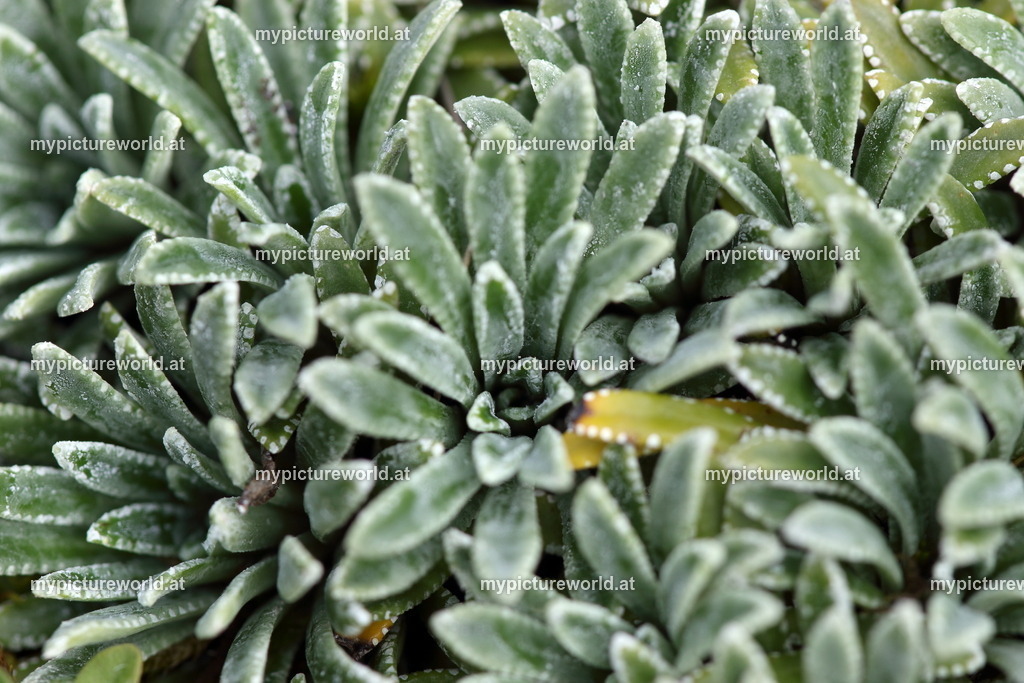 Krusten-Steinbrech-002 | Das Bilderarchiv über Tiere, Planzen und Landschaften. In der Bilddatenbank finden Sie ein große Auswahl an hochwertigen Bilder für Ihre Werbung - Realisiert mit Pictrs.com