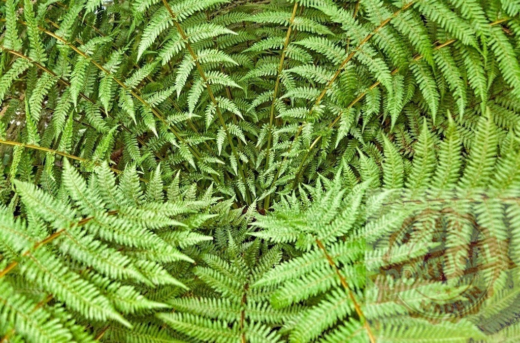 Green fern fronds displaying spiral fractal pattern | Fern fronds creating a natural geometric spiral pattern, showing growth and botany - Realized with Pictrs.com