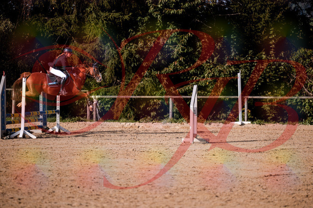 2026_10_03_Siefer-Hof_155823_Z81_78331899 | Professionelle Reitsport-, Turnier- und Eventfotografie von Robert Broda. Galerien mit ausgewählten und bearbeiteten Bildern direkt online ansehen und bestellen.
