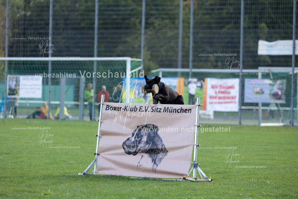 _16A5579 | Einzigartige Fotos von Hunden & Menschen –Actionfotos, Portraits, Vereinsaufnahmen & Paarshootings – authentisch, lebendig & mit Herz.