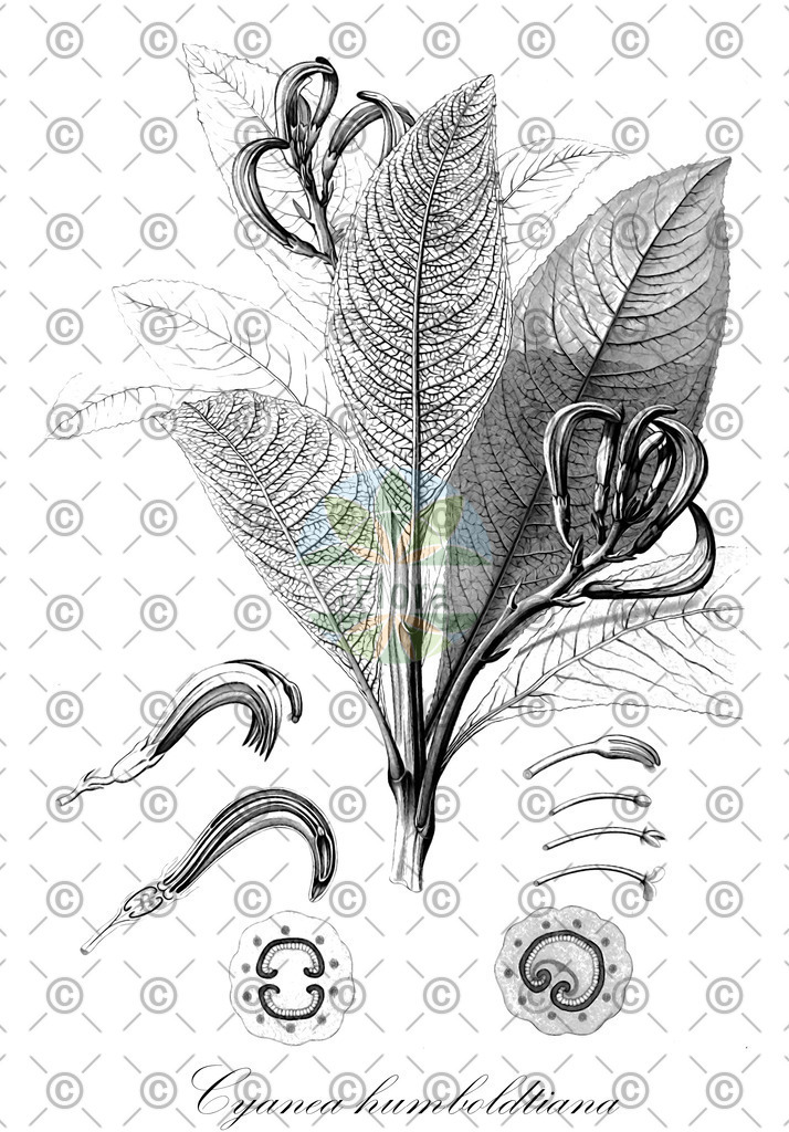 HistAbb_wfo-0000790860_1_ENZY_Simple | Historische Abbildung von Cyanea humboldtiana - Campanulaceae | Historical Illustration of Cyanea humboldtiana - Campanulaceae