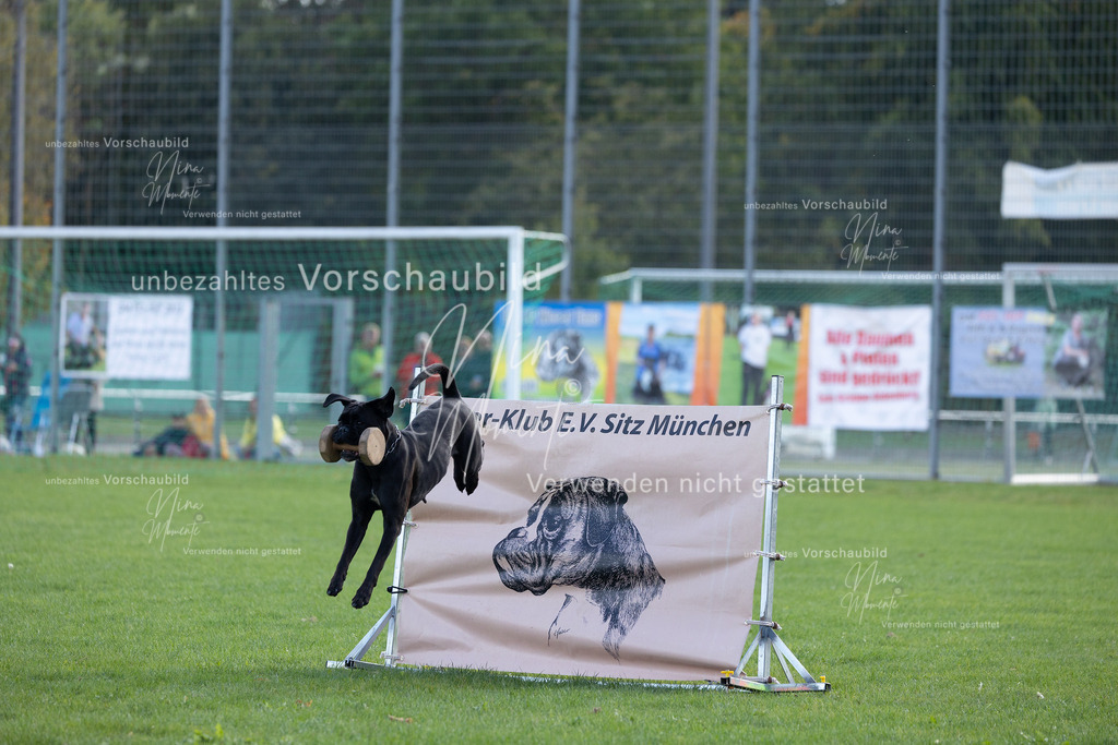 _16A5582 | Einzigartige Fotos von Hunden & Menschen –Actionfotos, Portraits, Vereinsaufnahmen & Paarshootings – authentisch, lebendig & mit Herz.